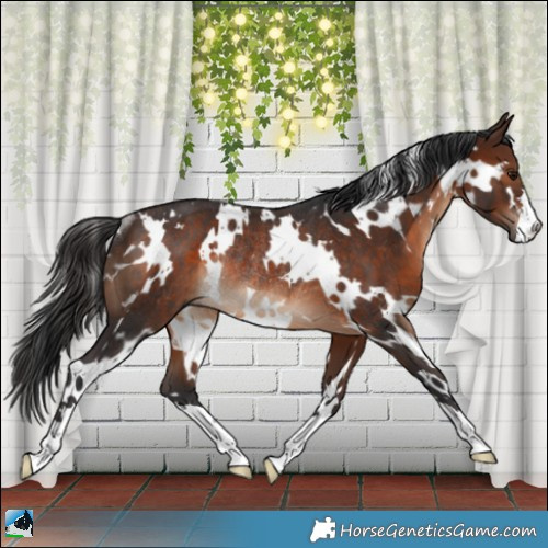 Horse Color:White Spotted Brown Rabicano 
