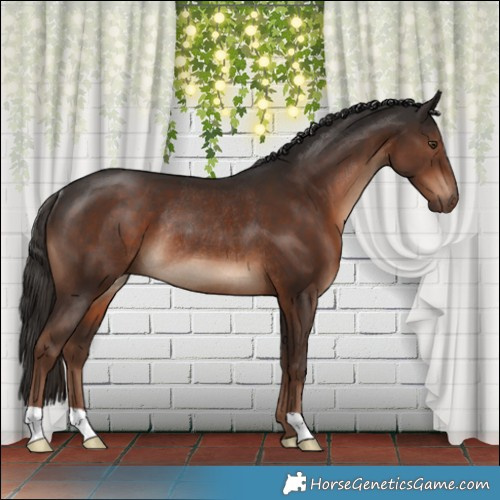 Horse Color:Liver Chestnut Rabicano 