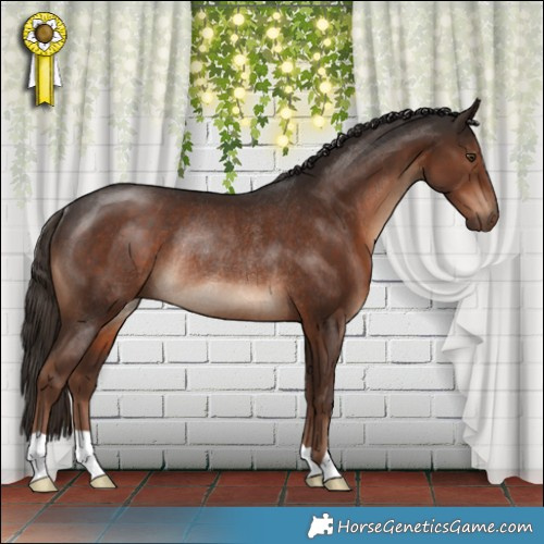 Horse Color:Liver Chestnut Rabicano 