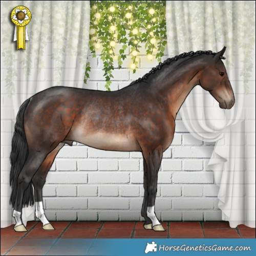 Horse Color:Brown Rabicano 