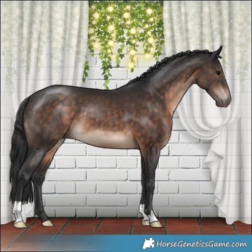 Horse Color:Brown 