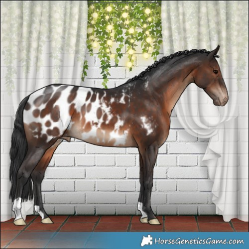 Horse Color:Brown Appaloosa 