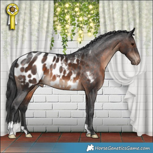 Horse Color:Brown Appaloosa 