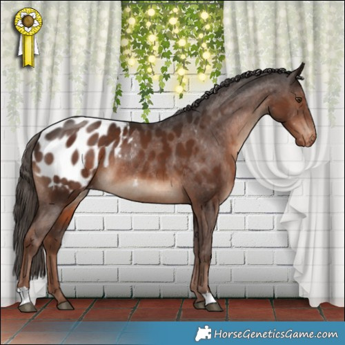 Horse Color:Liver Chestnut Appaloosa Rabicano 
