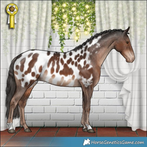 Horse Color:Liver Chestnut Appaloosa 