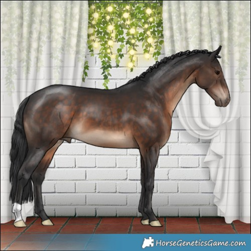 Horse Color:Brown 
