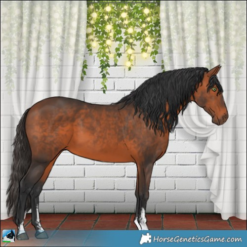 Horse Color:Bay Sabino 