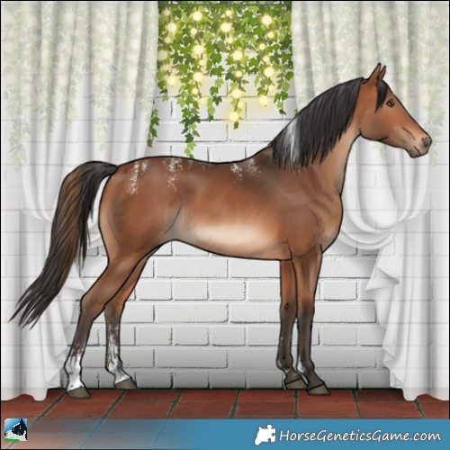 Horse Color:Powder White Bay Rabicano 