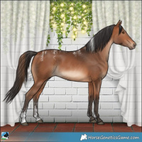 Horse Color:Powder White Bay Rabicano 