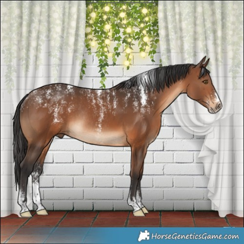 Horse Color:Powder White Brown Rabicano 