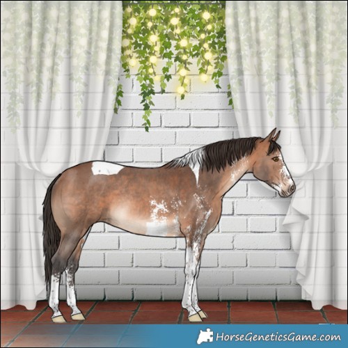 Horse Color:Bay Sabino Tobiano Rabicano