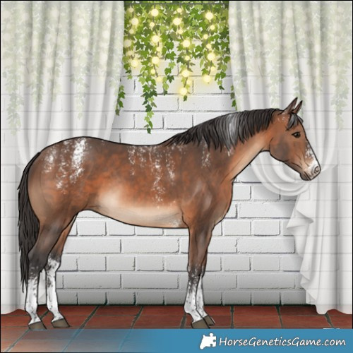 Horse Color:Powder White Brown Sabino Rabicano 