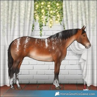 Horse Color:Powder White Bay Rabicano