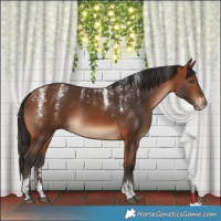 Horse Color:Powder White Bay Rabicano