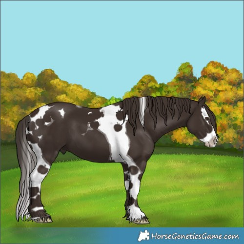 Horse Color:Liver Chestnut Splash Tobiano