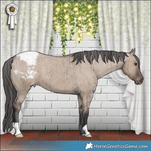 Horse Color:Liver Red Dun Appaloosa Brindle 