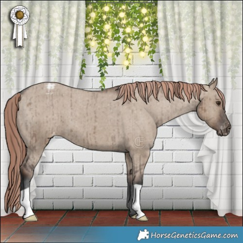 Horse Color:Liver Red Dun Appaloosa Brindle