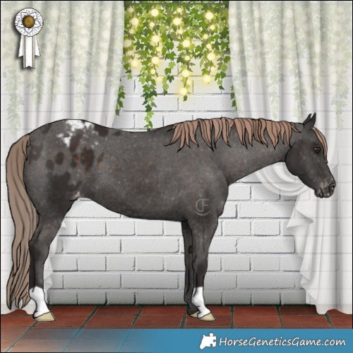 Horse Color:Liver Chestnut Appaloosa 
