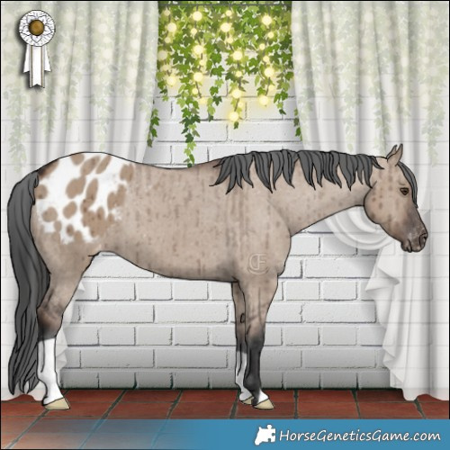 Horse Color:Liver Red Dun Appaloosa Brindle 
