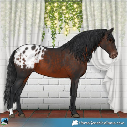 Horse Color:Brown Appaloosa 