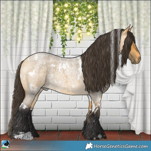 Horse Color:White Spotted Buckskin Roan 