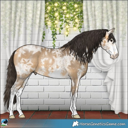 Horse Color:Buckskin Ice Sabino Rabicano 