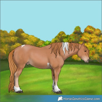 Horse Color:Chestnut Tobiano 