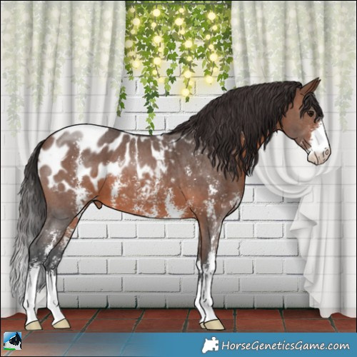 Horse Color:Brown Sabino Appaloosa 
