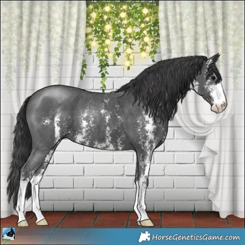 Horse Color:Black Sabino 