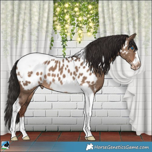 Horse Color:Liver Red Dun Tobiano Frame Appaloosa 