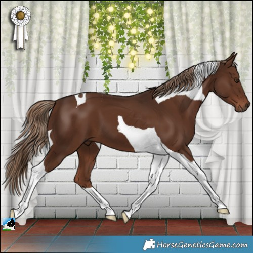 Horse Color:Liver Chestnut Tobiano 