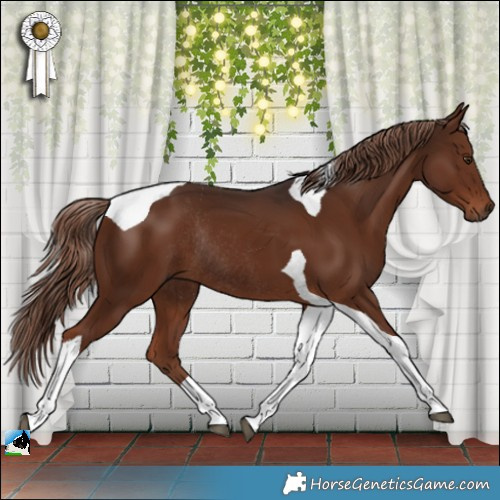 Horse Color:Liver Chestnut Tobiano Rabicano 