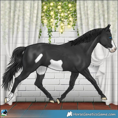 Horse Color:Black Frame 