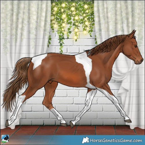 Horse Color:Chestnut Tobiano 