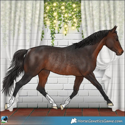 Horse Color:Brown Rabicano 
