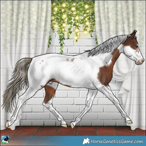 Horse Color:Liver Chestnut Tobiano Frame 