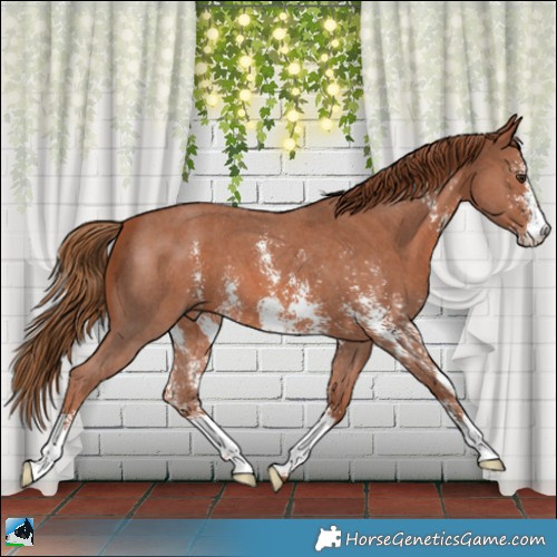 Horse Color:Chestnut Sabino 