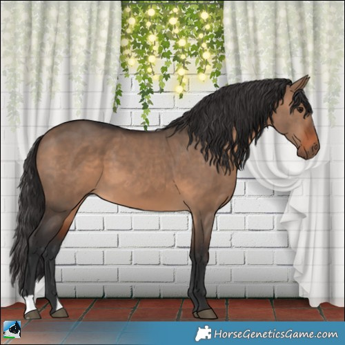 Horse Color:Brown Dun 