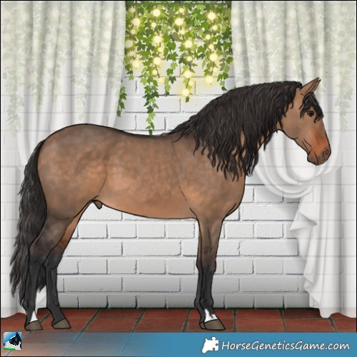 Horse Color:Bay Dun 