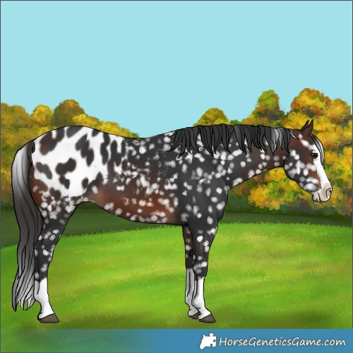 Horse Color:Brown Splash Blanket 