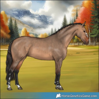 Horse Color:Bay Dun