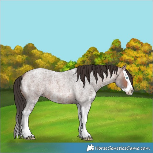 Horse Color:Bay Ice Roan Splash 