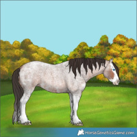 Horse Color:Bay Ice Roan Splash