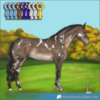 Horse Color:White Spotted Brown Dun Appaloosa 