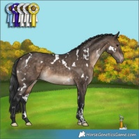 Horse Color:White Spotted Brown Dun Appaloosa 