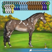 Horse Color:White Spotted Brown Dun Varnish 