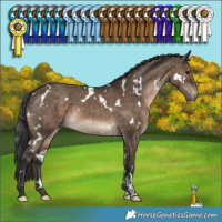 Horse Color:White Spotted Brown Dun Appaloosa 