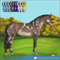Horse Color:White Spotted Brown Dun Appaloosa