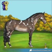 Horse Color:White Spotted Brown Dun Appaloosa 
