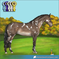 Horse Color:White Spotted Brown Dun Appaloosa